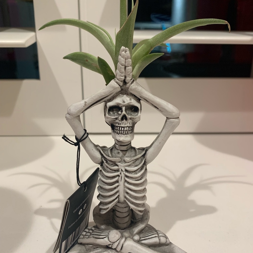 Trader Joe’s Skelton air plant